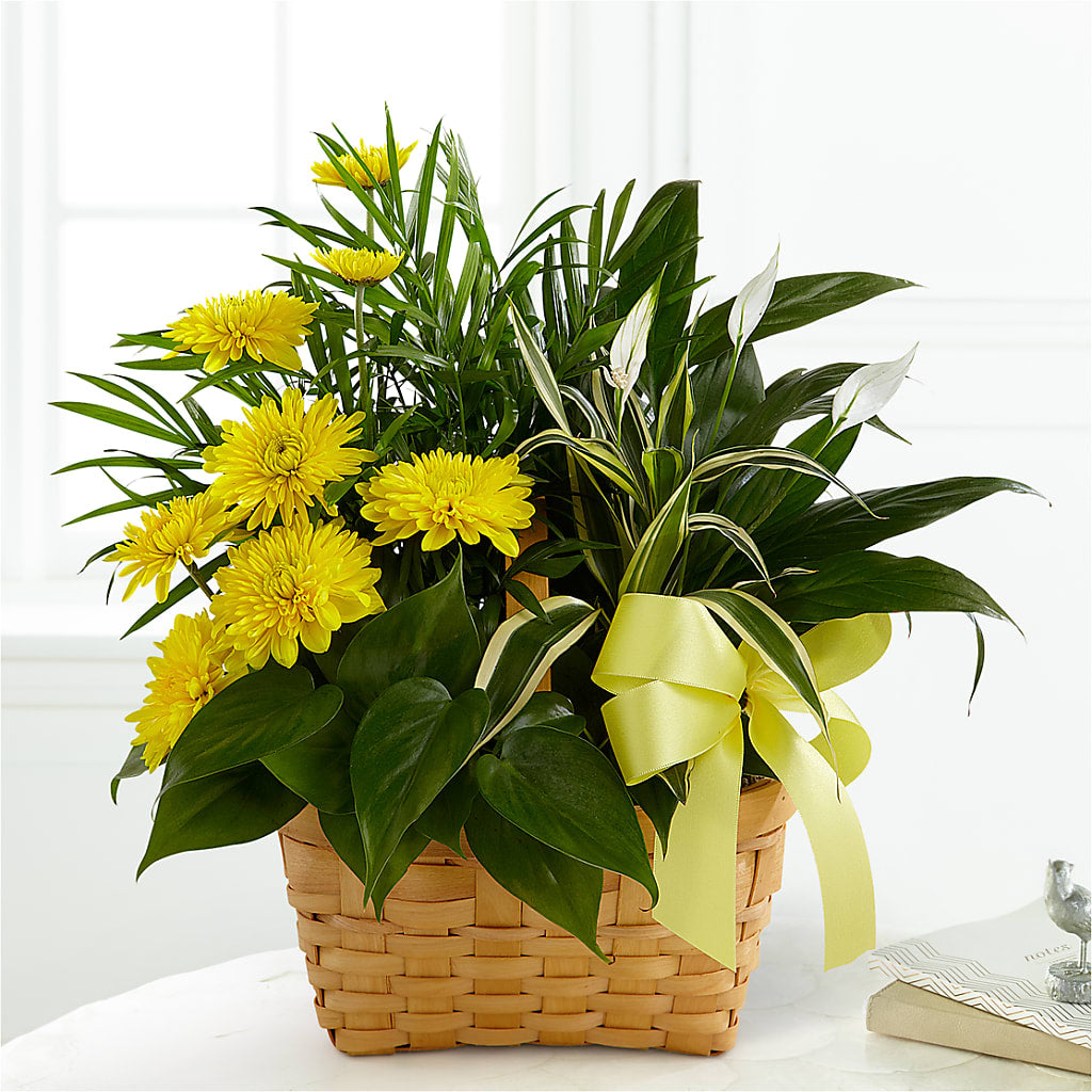 Loving Light Dishgarden – DESIGNER'S TOUCH FLORIST & GIFT SHOP LLC, West Union SC