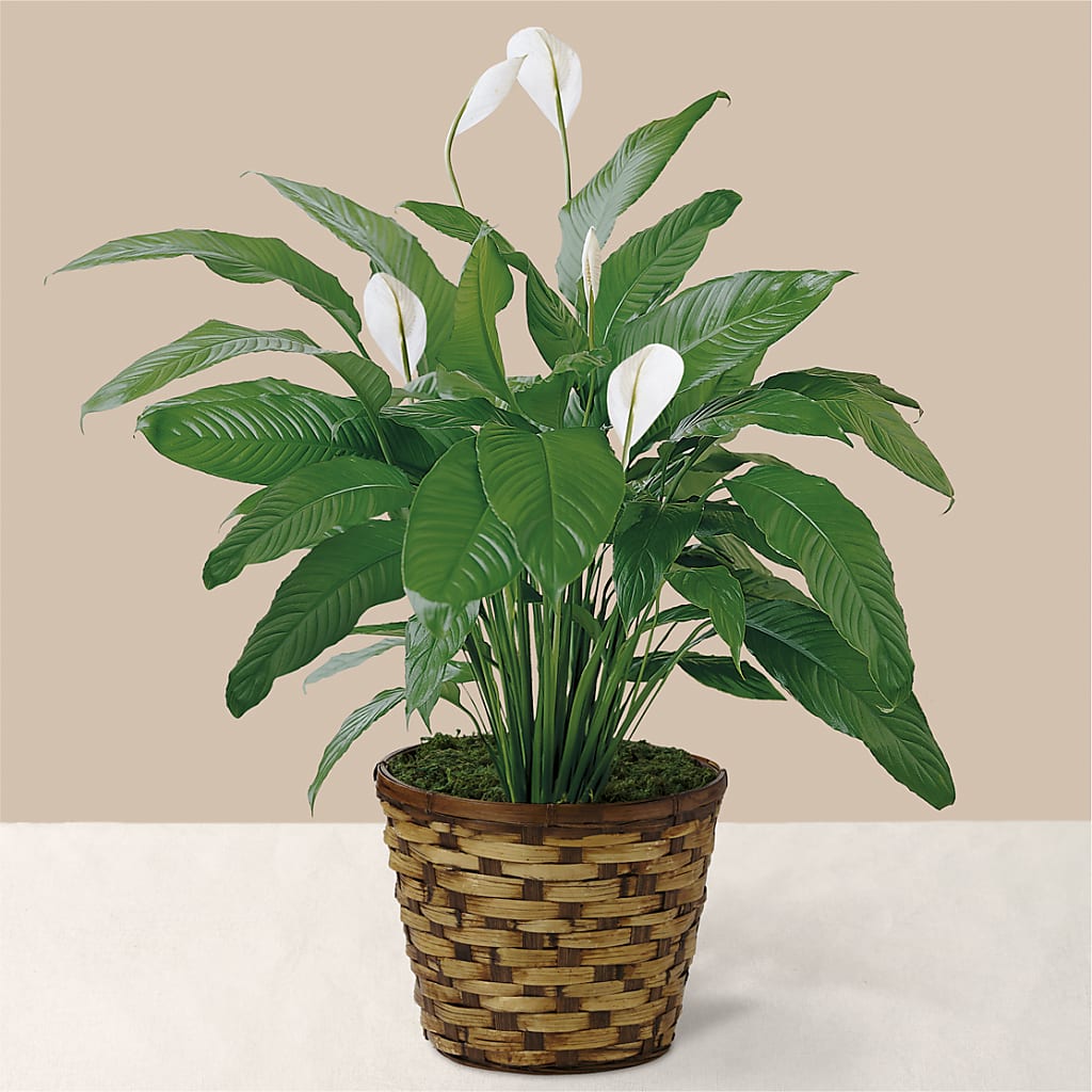 Tranquil Moments Peace Lily Plant – DESIGNER'S TOUCH FLORIST & GIFT SHOP LLC, West Union SC