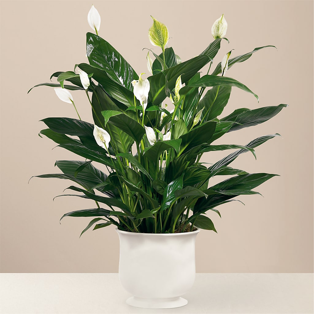 Comfort Planter – DESIGNER'S TOUCH FLORIST & GIFT SHOP LLC, West Union SC
