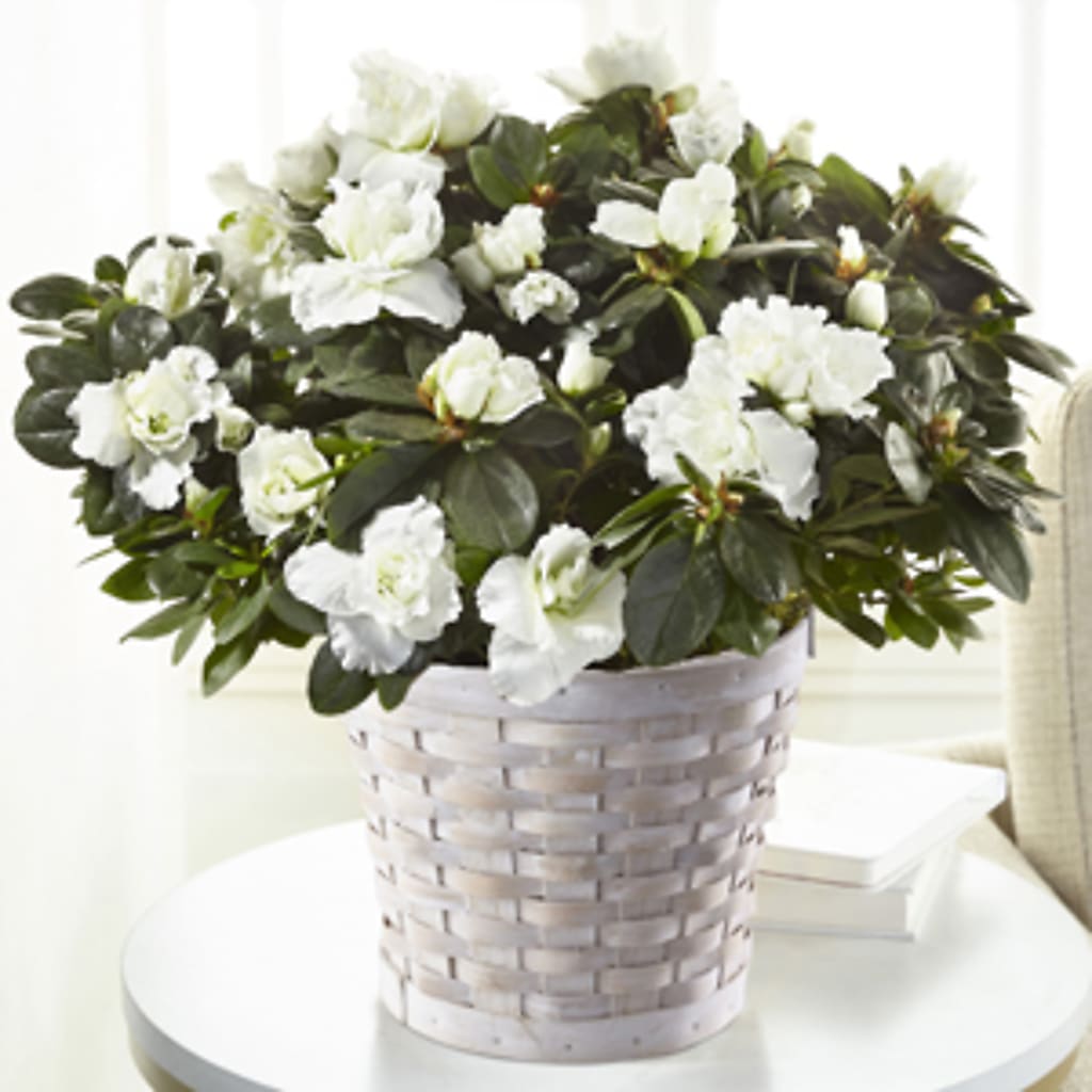 White Azalea Plant – DESIGNER'S TOUCH FLORIST & GIFT SHOP LLC, West Union SC