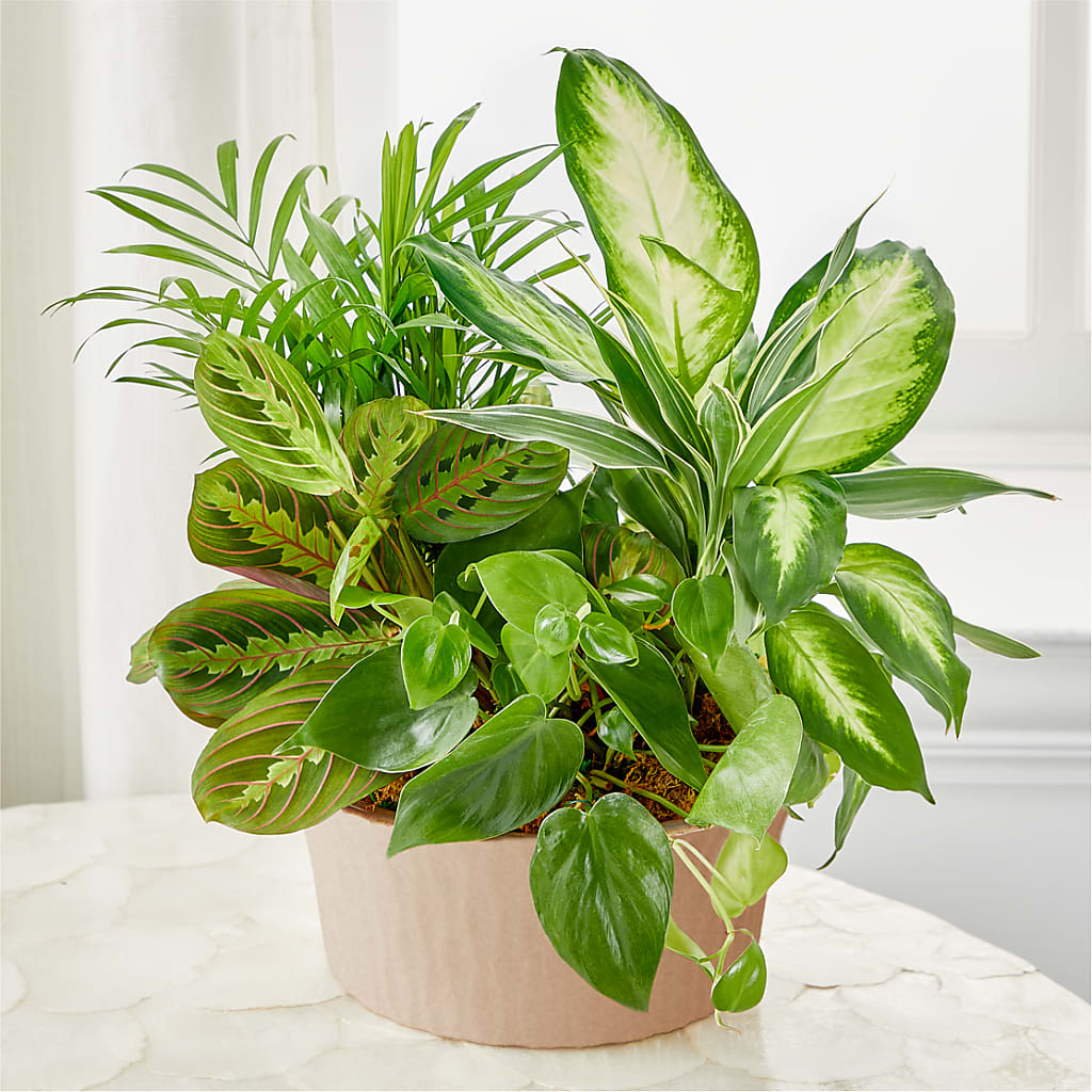 Balance & Harmony Dishgarden – DESIGNER'S TOUCH FLORIST & GIFT SHOP LLC, West Union SC