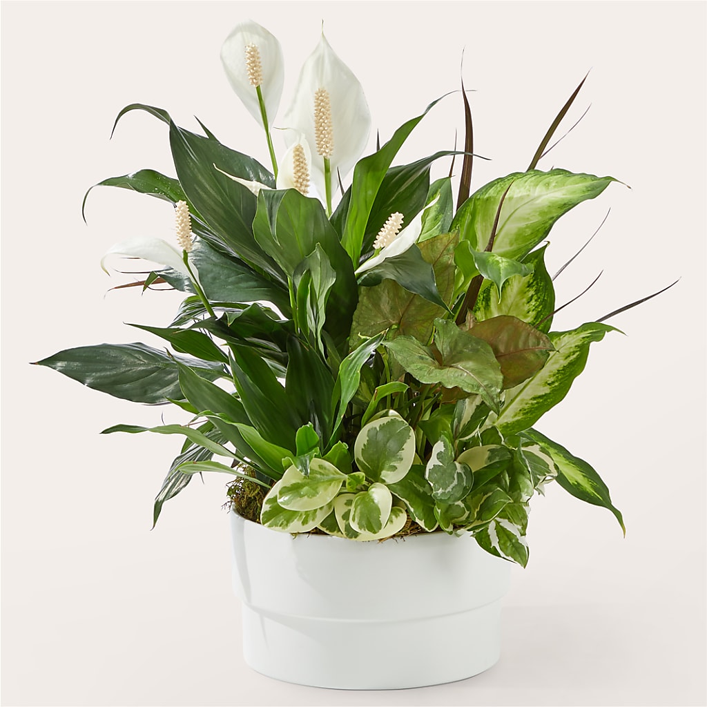 Radiating Positivity Dishgarden – DESIGNER'S TOUCH FLORIST & GIFT SHOP LLC, West Union SC