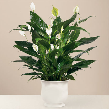Comfort Planter – DESIGNER'S TOUCH FLORIST & GIFT SHOP LLC, West Union SC