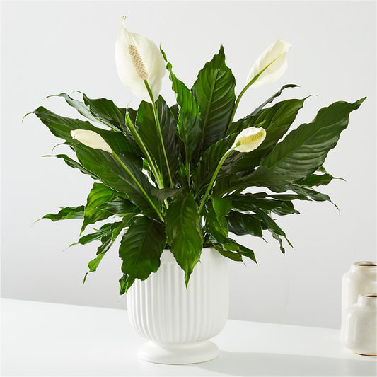Comfort Planter – DESIGNER'S TOUCH FLORIST & GIFT SHOP LLC, West Union SC