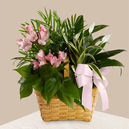 Living Spirit Dishgarden – DESIGNER'S TOUCH FLORIST & GIFT SHOP LLC, West Union SC