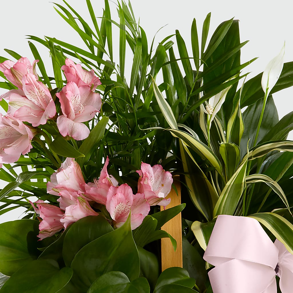 Living Spirit Dishgarden – DESIGNER'S TOUCH FLORIST & GIFT SHOP LLC, West Union SC