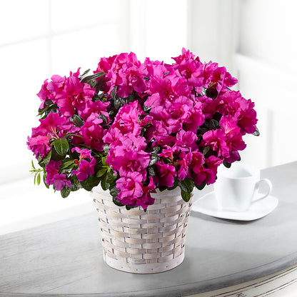 Hope & Serenity Azalea Plant – DESIGNER'S TOUCH FLORIST & GIFT SHOP LLC, West Union SC