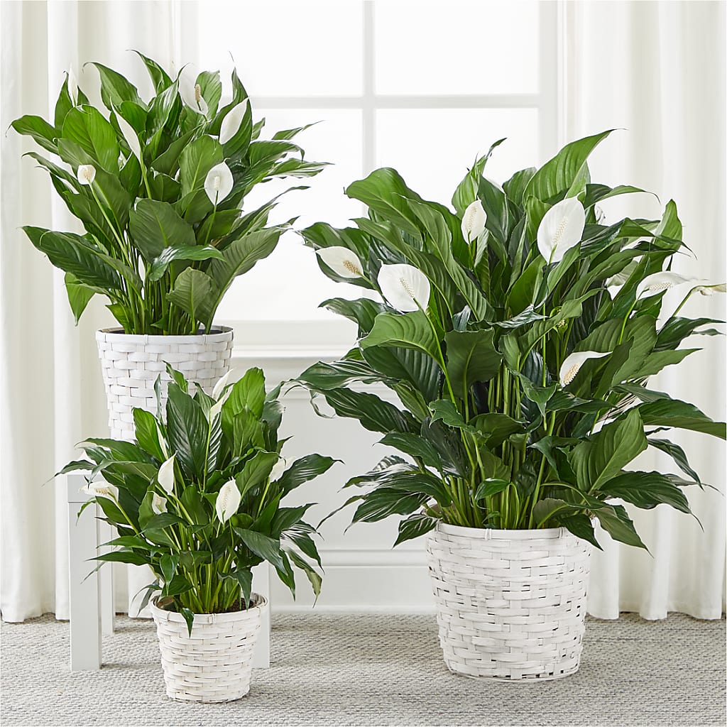 A New Leaf Peace Lily – DESIGNER'S TOUCH FLORIST & GIFT SHOP LLC, West Union SC