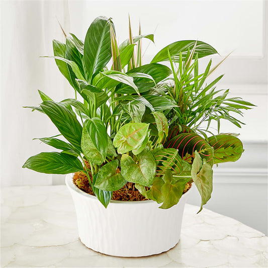 Balance & Harmony Dishgarden – DESIGNER'S TOUCH FLORIST & GIFT SHOP LLC, West Union SC