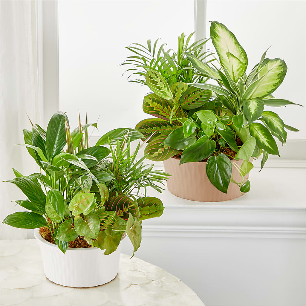 Balance & Harmony Dishgarden – DESIGNER'S TOUCH FLORIST & GIFT SHOP LLC, West Union SC