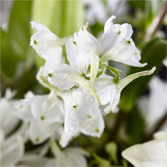Classic Ivory – A Florist Original – DESIGNER'S TOUCH FLORIST & GIFT SHOP LLC, West Union SC